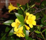 Gelsemium sempervirens - Гельземий вечнозелeный (3 шт).