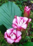 Etlingera venusta - Этлингера очаровательная (2 шт).