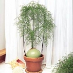 Bowiea volubilis - Бовея (Бовиея) вьющаяся (3 шт).