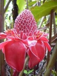 Etlingera elatior (red) - Этлингера возвышенная (красная) (2 шт).