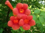 Campsis radicans - Кампсис укореняющийся (5 шт).