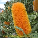 Banksia ashbyi - Банксия Эшби (2 шт).