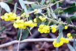 Acacia redolens var. prostrata - Акация сладкопахнущая распростертая (5 шт).