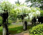 Глициния  (вистерия) SINENSIS ALBA *