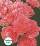 JARDINS DE FRANCE 'R' *