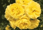 CARTE D'OR 'R' *