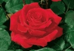 VICTOR HUGO 'R' *