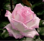 PRINCESSE DE MONACO 'R' *
