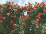 GPT CUMBA MEILLANDINA 'R' *