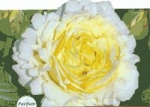 GPT CYRANO DE BERGERAC 'R' *