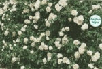 GPT MON JARDIN ET MA MAISON *
