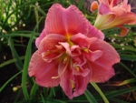 - Лилейник - Congo coral *