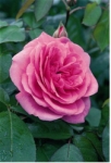 Роза Gertrude Jekyll™ (Ausbord) Гертруда Джекил *