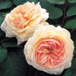 Роза A Shropshire Lad™ (Ausled) Э Шропшиэ Лэд *