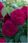 Роза William Shakespeare™2000 (Ausromeo) Вилиам Шекспир 2000 *