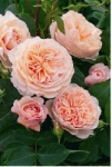 Роза William Morris™ (Auswill) Вилиам Моррис *