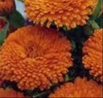 Календула Калифорнийская, махровая