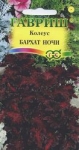 Семена - КОЛЕУС БАРХАТ НОЧИ, 5 шт.