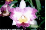 Blc. Haadyai Delight x Mari's Song # 1 dark Pink Yellow in the center