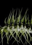 Brassia rex SAKATA